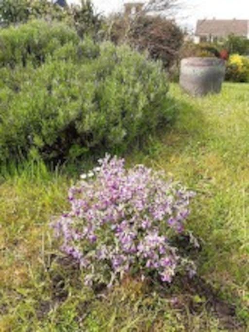 St Elme, Maison De Pecheurs, Wifi Jardin Ault